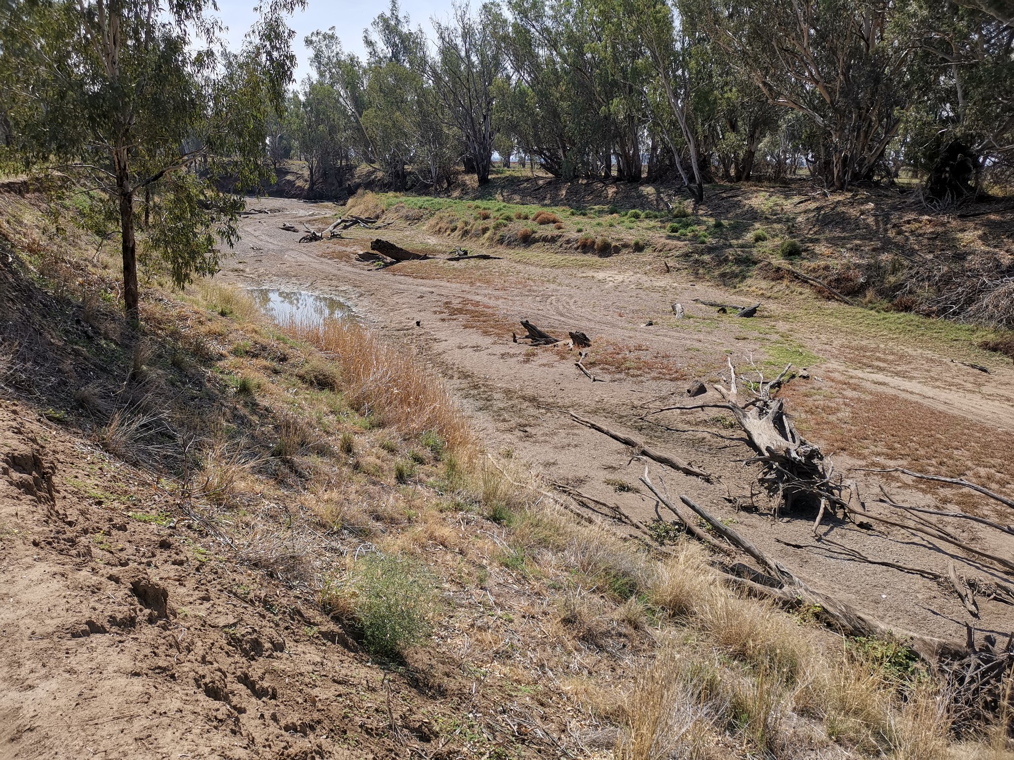 This section of the Namoi River, south of Boggabri, was dry. You can see that a motor vehicle has driven along the riverbed. Photo credit: Michael Cleary/flickr