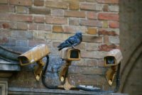 cctv pigeons privacy