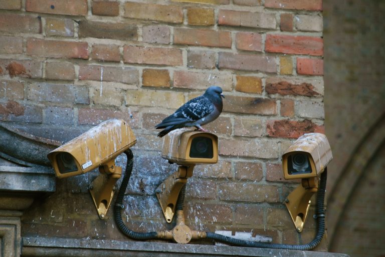 cctv pigeons privacy