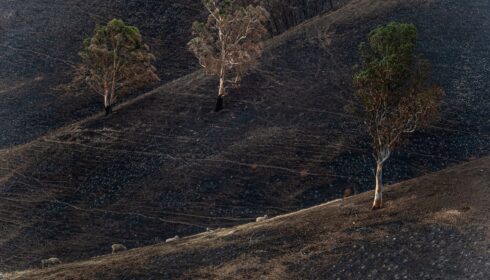 Burnt farmland Australia