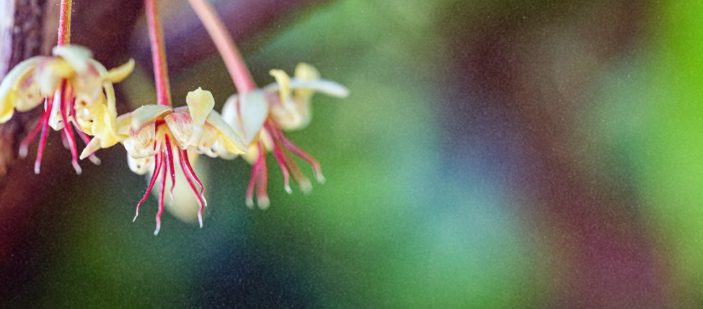cacao flower