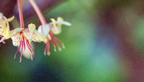 cacao flower
